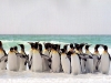 penguins_on_the_beach
