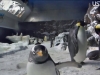 Penguin Cam 1 - San Diego