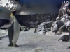 Penguin Cam 2 - San Diego