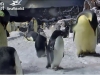 Penguin Cam 3 - San Diego